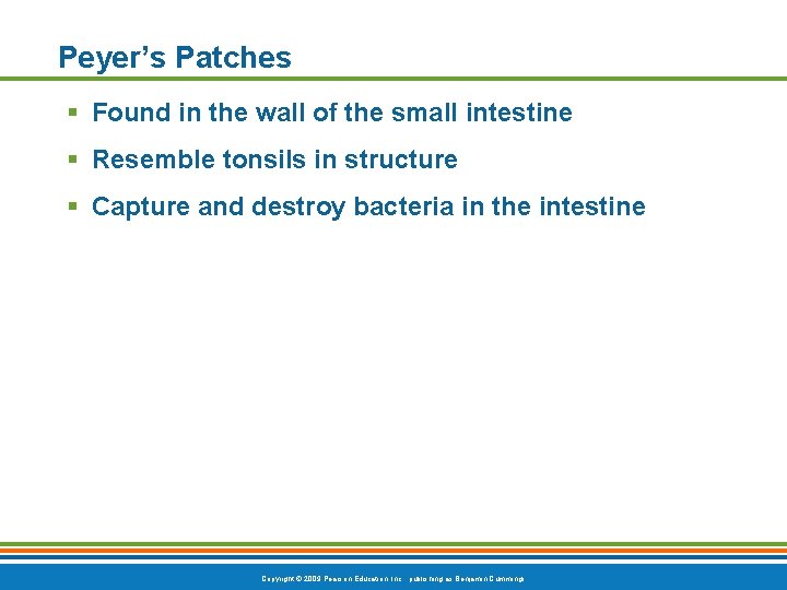 Peyer’s Patches § Found in the wall of the small intestine § Resemble tonsils