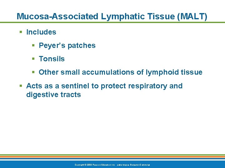 Mucosa-Associated Lymphatic Tissue (MALT) § Includes § Peyer’s patches § Tonsils § Other small