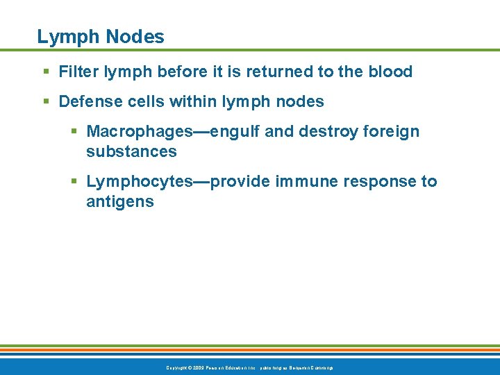 Lymph Nodes § Filter lymph before it is returned to the blood § Defense