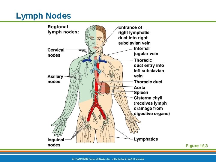 Lymph Nodes Figure 12. 3 Copyright © 2009 Pearson Education, Inc. , publishing as