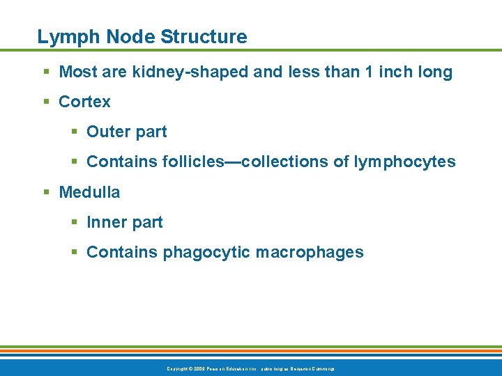 Lymph Node Structure § Most are kidney-shaped and less than 1 inch long §