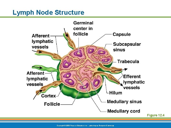 Lymph Node Structure Figure 12. 4 Copyright © 2009 Pearson Education, Inc. , publishing