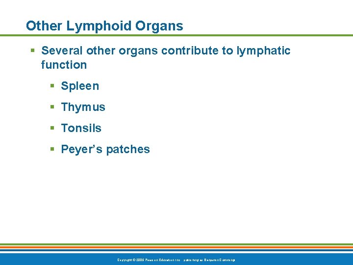 Other Lymphoid Organs § Several other organs contribute to lymphatic function § Spleen §