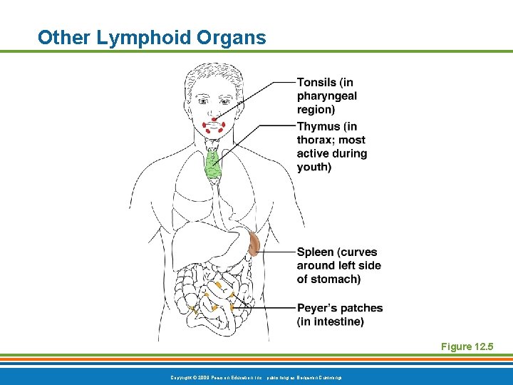 Other Lymphoid Organs Figure 12. 5 Copyright © 2009 Pearson Education, Inc. , publishing