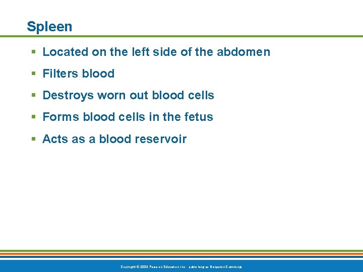 Spleen § Located on the left side of the abdomen § Filters blood §