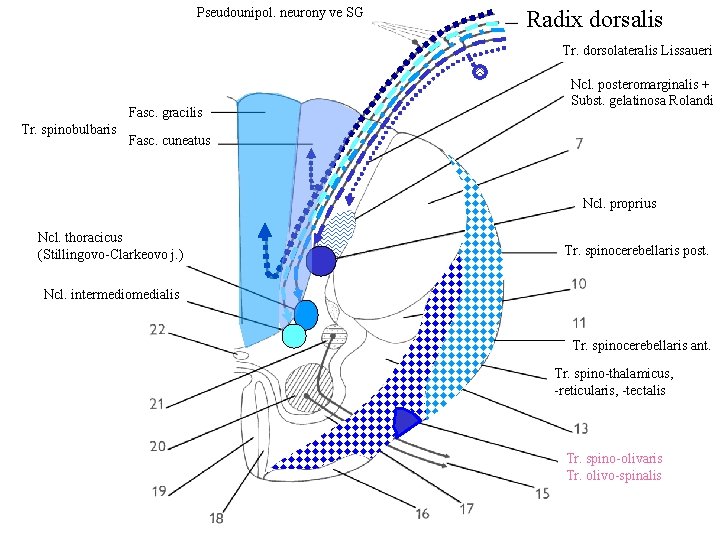 Pseudounipol. neurony ve SG Radix dorsalis Tr. dorsolateralis Lissaueri Fasc. gracilis Tr. spinobulbaris Ncl.