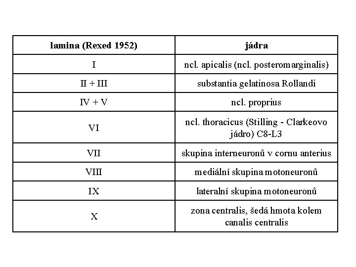 lamina (Rexed 1952) jádra I ncl. apicalis (ncl. posteromarginalis) II + III substantia gelatinosa
