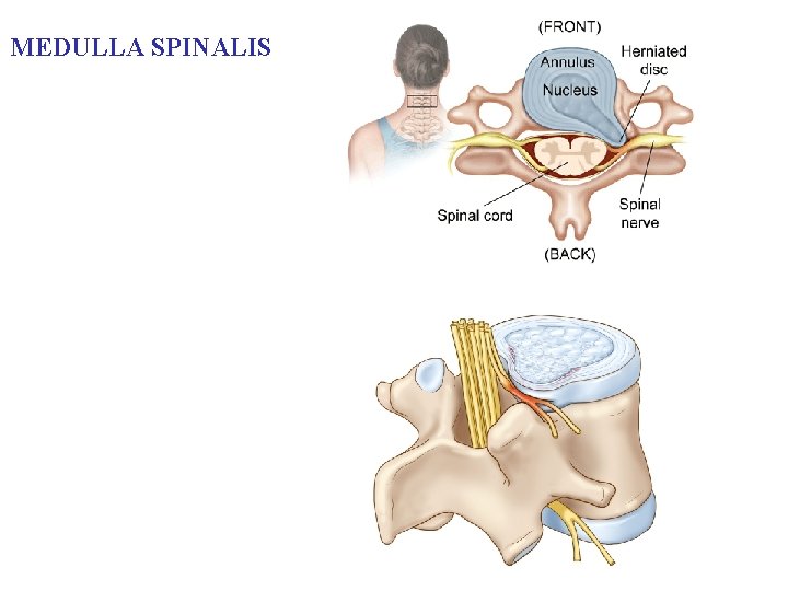 MEDULLA SPINALIS 