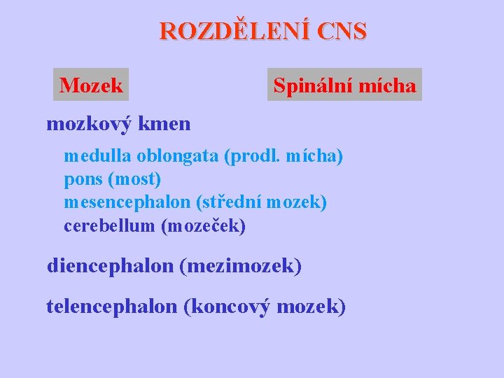 ROZDĚLENÍ CNS Mozek Spinální mícha mozkový kmen medulla oblongata (prodl. mícha) pons (most) mesencephalon