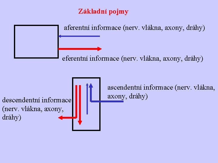 Základní pojmy aferentní informace (nerv. vlákna, axony, dráhy) eferentní informace (nerv. vlákna, axony, dráhy)