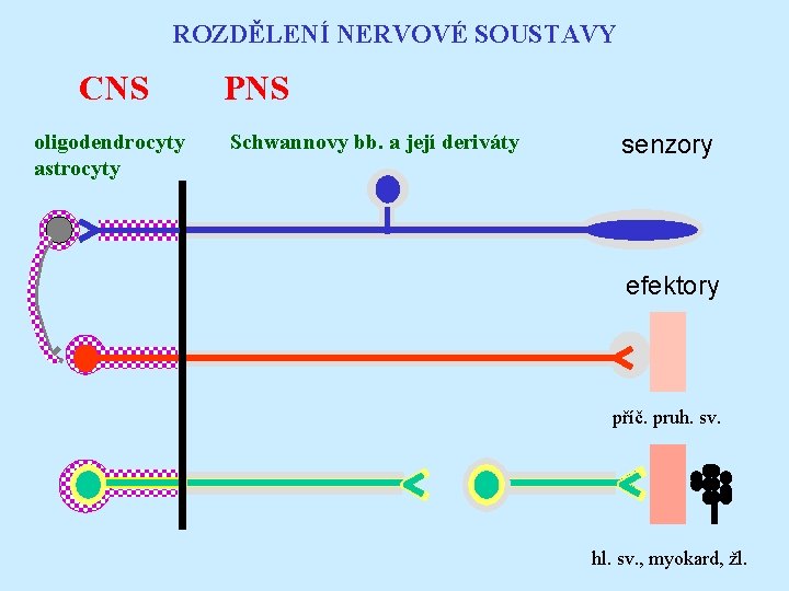 ROZDĚLENÍ NERVOVÉ SOUSTAVY CNS oligodendrocyty astrocyty PNS Schwannovy bb. a její deriváty senzory efektory