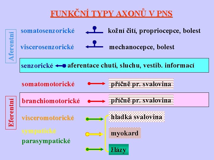 Aferentní FUNKČNÍ TYPY AXONŮ V PNS somatosenzorické kožní čití, propriocepce, bolest viscerosenzorické mechanocepce, bolest