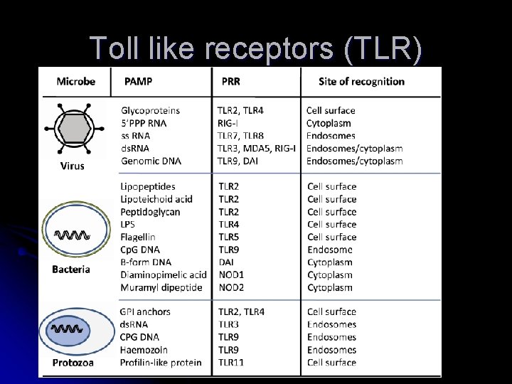 Toll like receptors (TLR) 