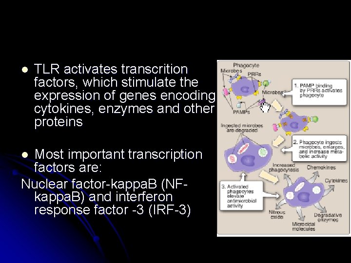 l TLR activates transcrition factors, which stimulate the expression of genes encoding cytokines, enzymes