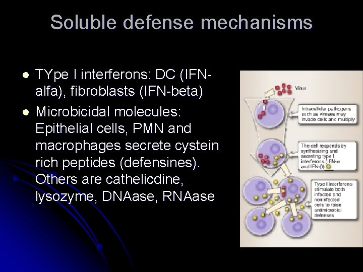 Soluble defense mechanisms l l TYpe I interferons: DC (IFNalfa), fibroblasts (IFN-beta) Microbicidal molecules: