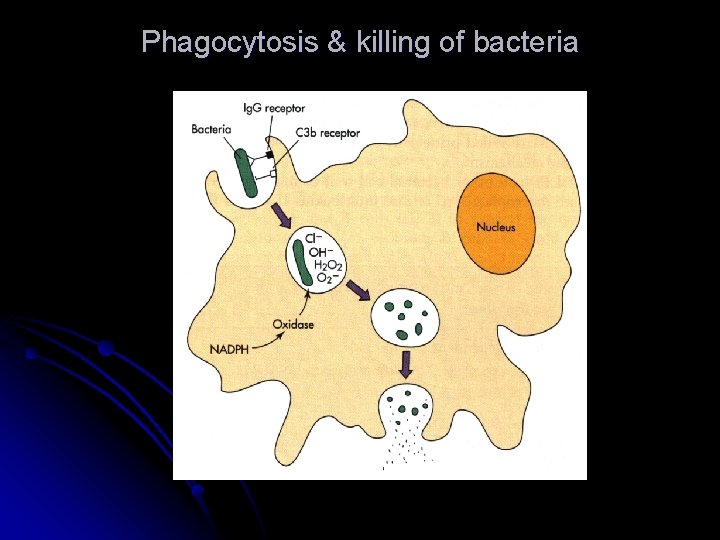 Phagocytosis & killing of bacteria 