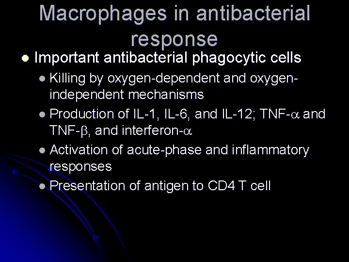 Macrophages in antibacterial response l Important antibacterial phagocytic cells l Killing by oxygen-dependent and