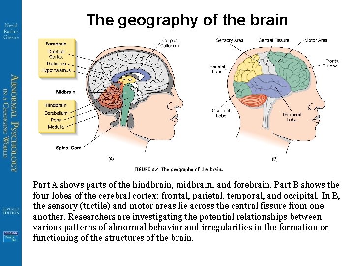 The geography of the brain Part A shows parts of the hindbrain, midbrain, and