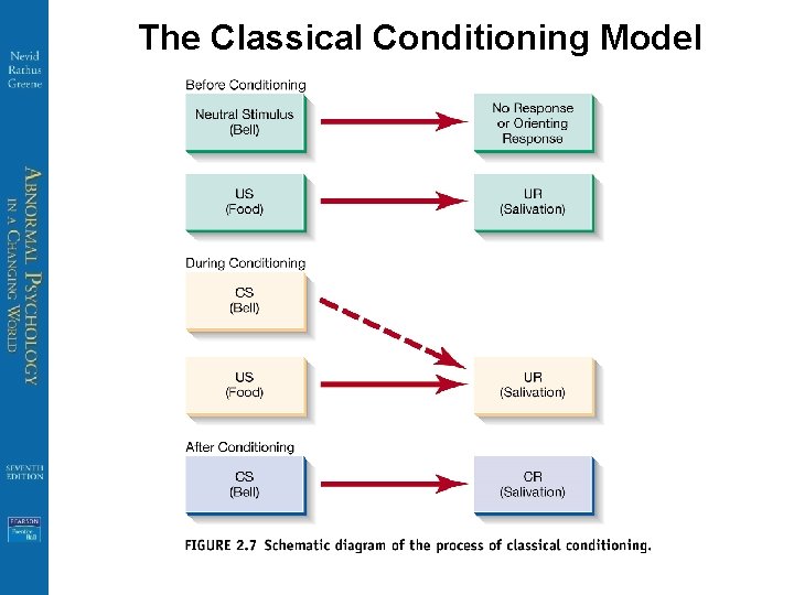 The Classical Conditioning Model 
