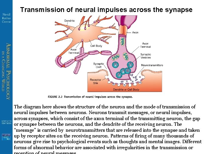 Transmission of neural impulses across the synapse The diagram here shows the structure of