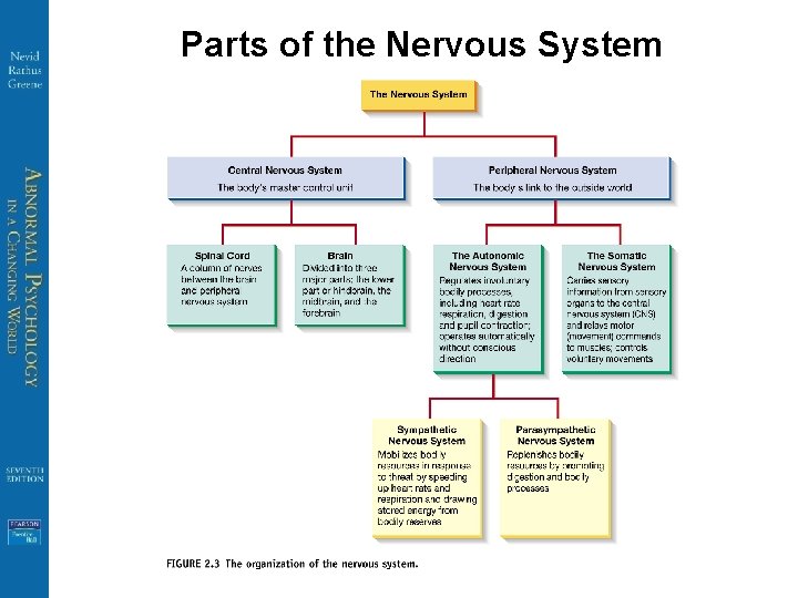Parts of the Nervous System 