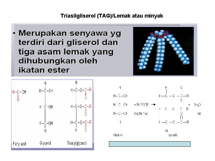 Triasilgliserol (TAG)/Lemak atau minyak 