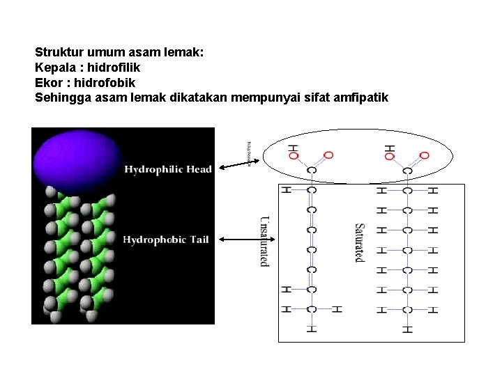 Struktur umum asam lemak: Kepala : hidrofilik Ekor : hidrofobik Sehingga asam lemak dikatakan