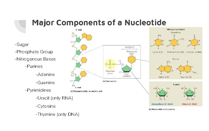 Major Components of a Nucleotide -Sugar -Phosphate Group -Nitrogenous Bases -Purines -Adenine -Guanine -Pyrimidines
