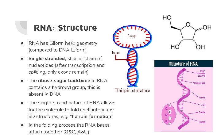 RNA: Structure ● RNA has � -form helix geometry (compared to DNA � -form)