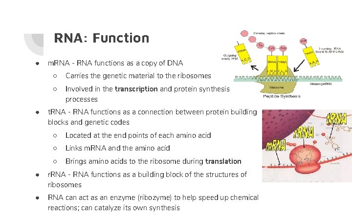RNA: Function ● ● m. RNA - RNA functions as a copy of DNA