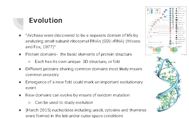 Evolution ● “Archaea were discovered to be a separate domain of life by analyzing