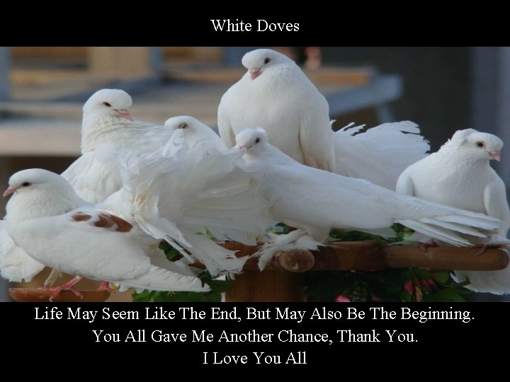 White Doves Life May Seem Like The End, But May Also Be The Beginning.