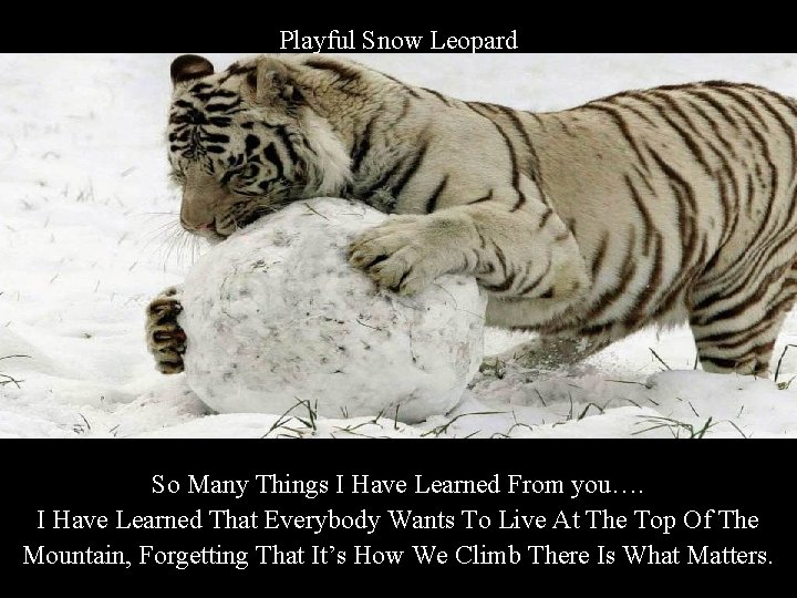 Playful Snow Leopard So Many Things I Have Learned From you…. I Have Learned