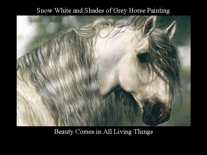 Snow White and Shades of Grey Horse Painting Beauty Comes in All Living Things