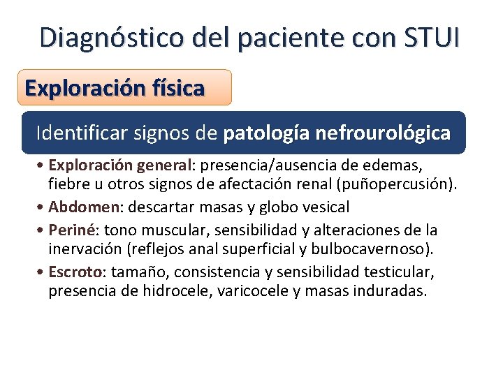 Diagnóstico del paciente con STUI Exploración física Identificar signos de patología nefrourológica • Exploración
