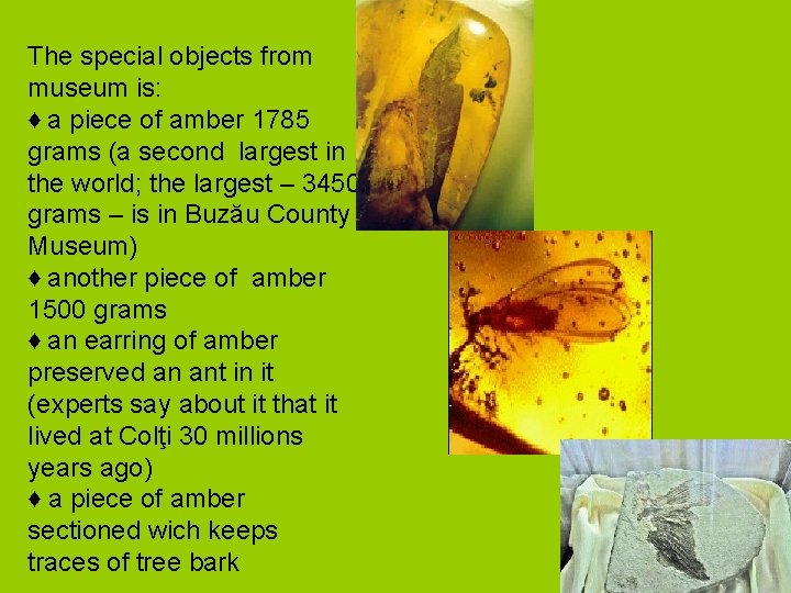 The special objects from museum is: ♦ a piece of amber 1785 grams (a