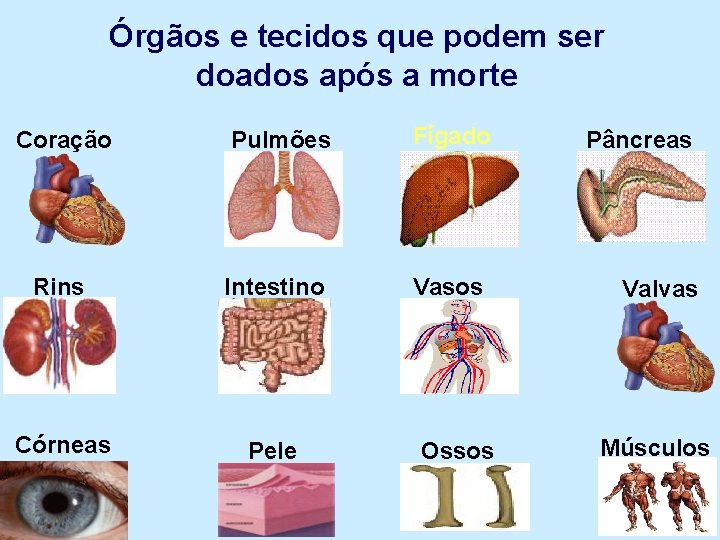 Órgãos e tecidos que podem ser doados após a morte Coração Pulmões Fígado Rins