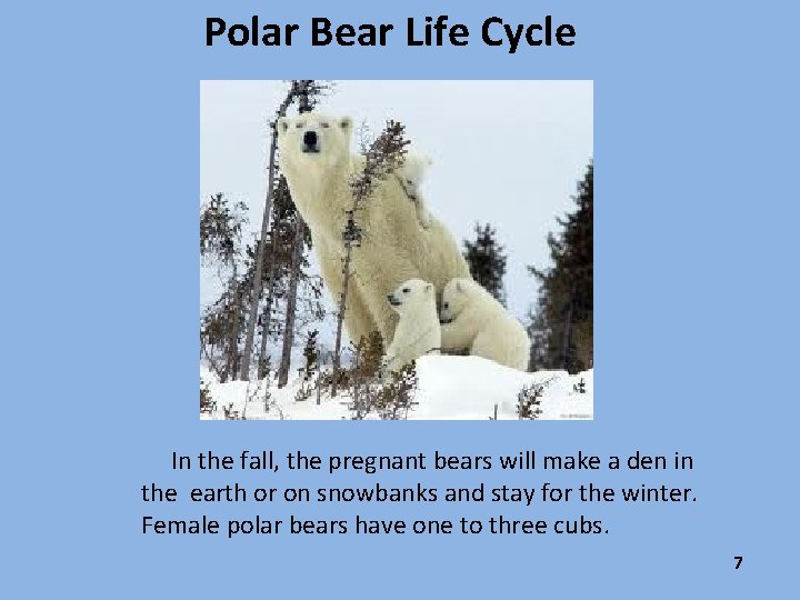 Polar Bear Life Cycle In the fall, the pregnant bears will make a den