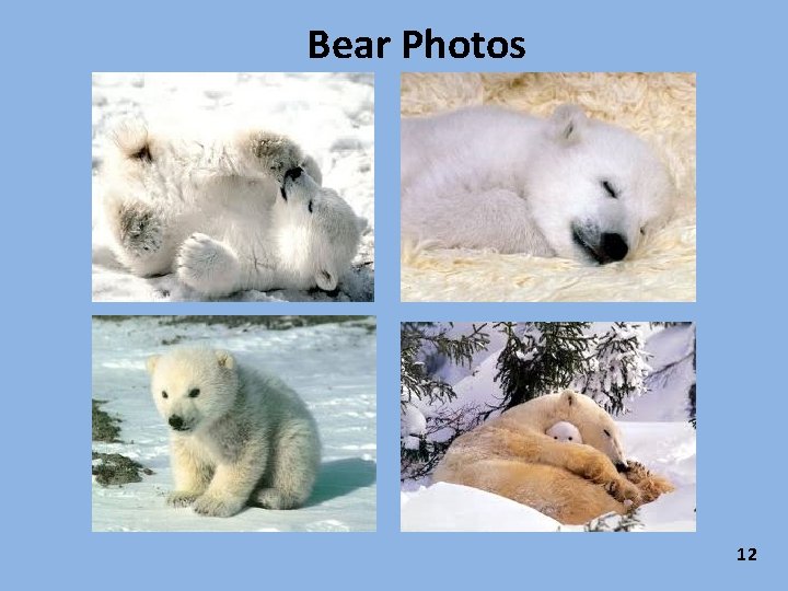 Bear Photos 12 