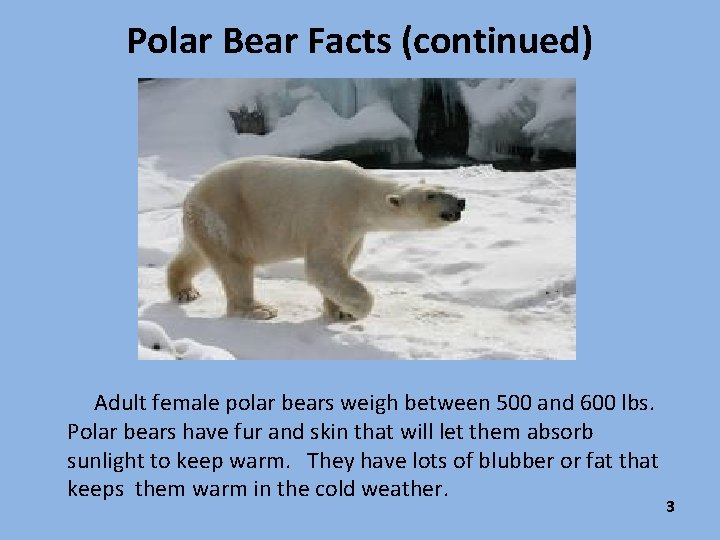 Polar Bear Facts (continued) Adult female polar bears weigh between 500 and 600 lbs.