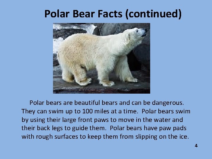 Polar Bear Facts (continued) Polar bears are beautiful bears and can be dangerous. They