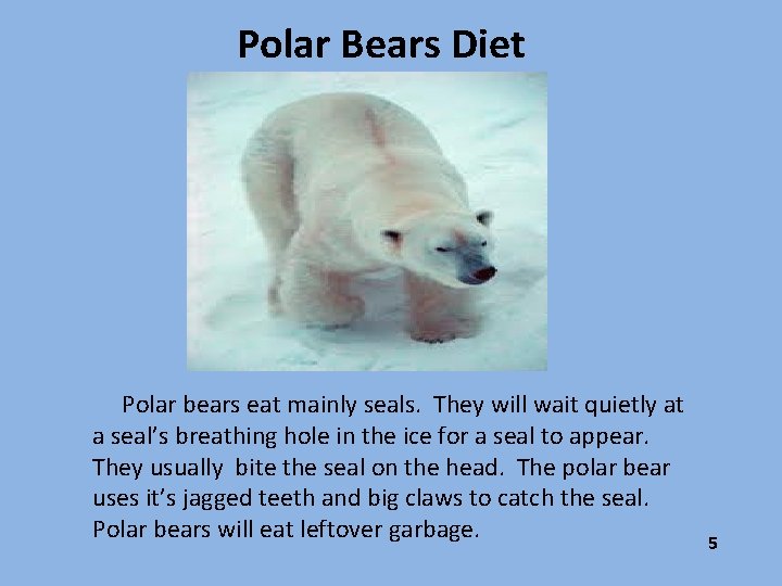 Polar Bears Diet Polar bears eat mainly seals. They will wait quietly at a