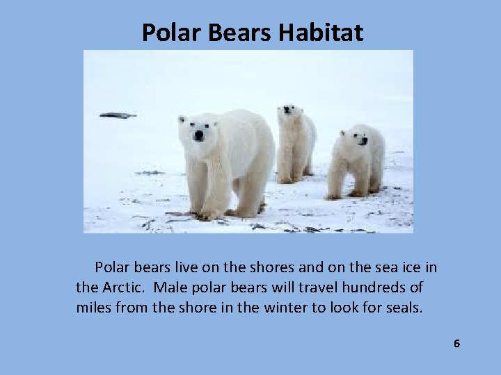 Polar Bears Habitat Polar bears live on the shores and on the sea ice