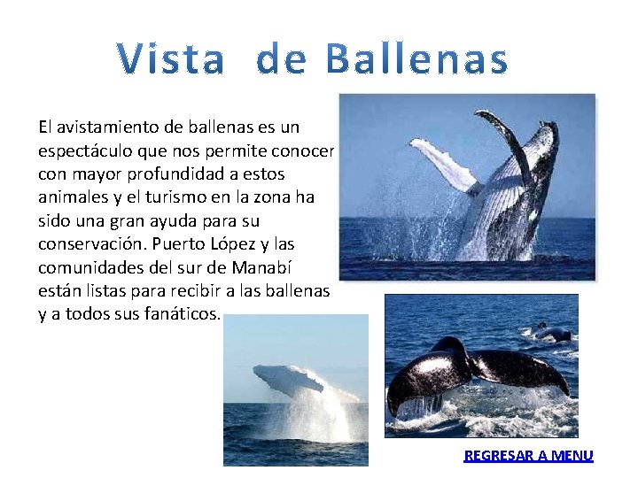 El avistamiento de ballenas es un espectáculo que nos permite conocer con mayor profundidad
