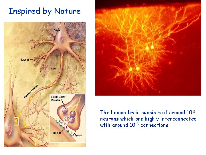 Inspired by Nature The human brain consists of around 1011 neurons which are highly