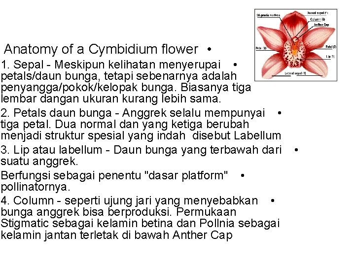 Anatomy of a Cymbidium flower • 1. Sepal - Meskipun kelihatan menyerupai • petals/daun