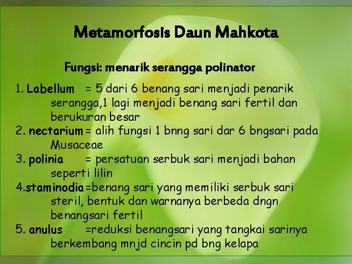 Metamorfosis Daun Mahkota Fungsi: menarik serangga polinator 1. Labellum = 5 dari 6 benang