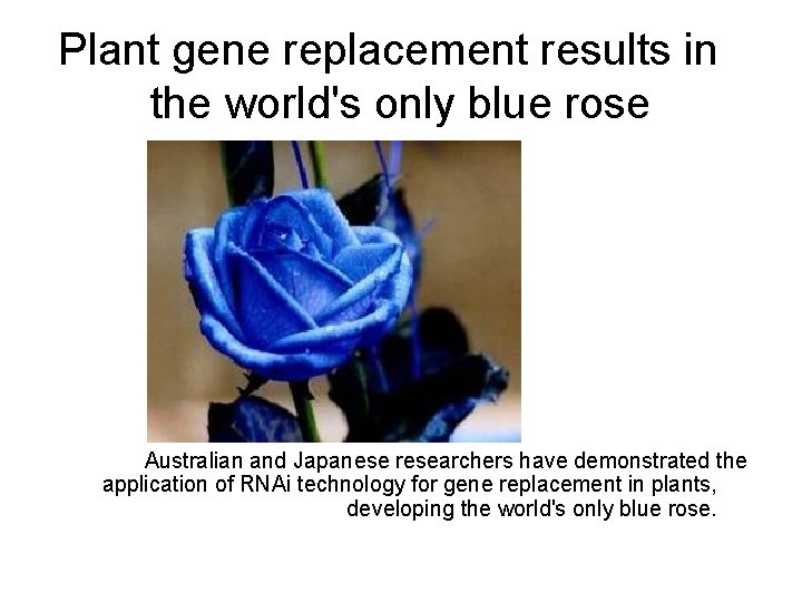 Plant gene replacement results in the world's only blue rose Australian and Japanese researchers