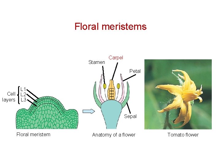 Floral meristems Stamen Carpel Petal Cell layers L 1 L 2 L 3 Sepal