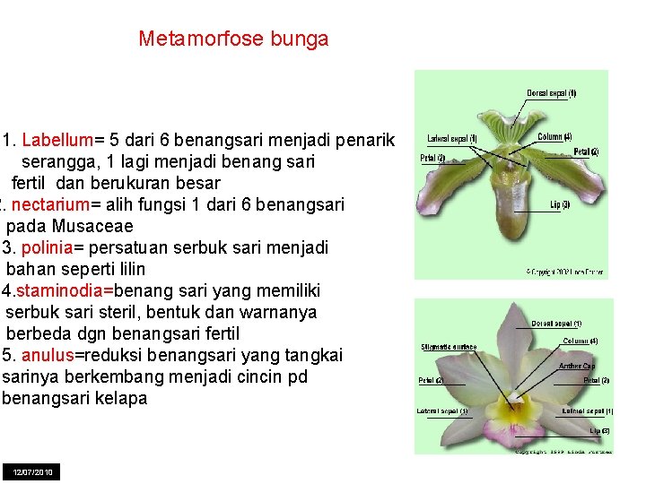 Metamorfose bunga 1. Labellum= 5 dari 6 benangsari menjadi penarik serangga, 1 lagi menjadi